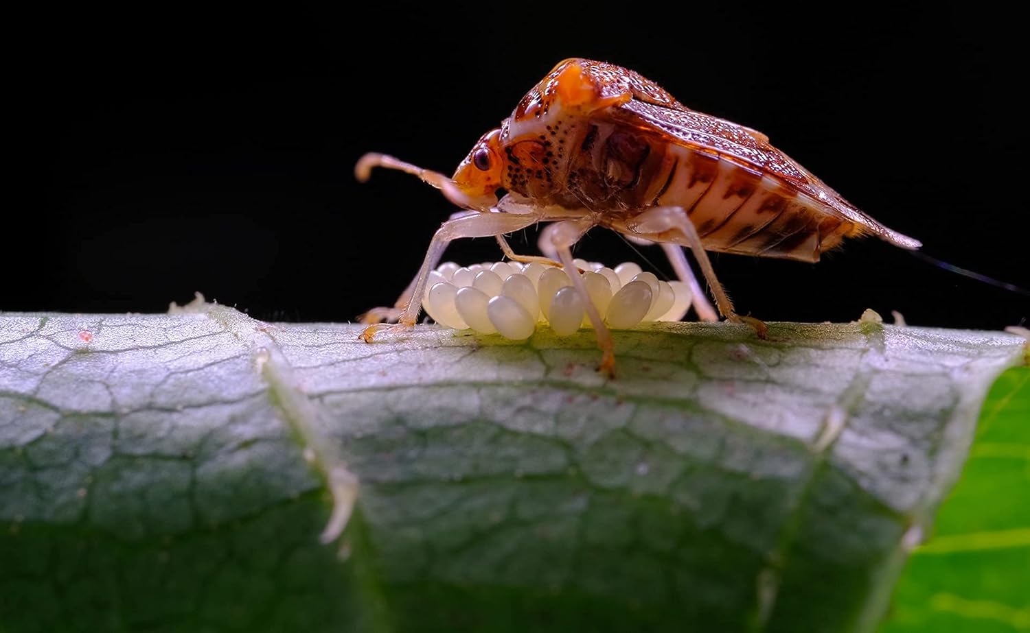 TTArtisan 40mm F2.8 APS-C Macro Lens 1:1 Magnification Manual Focus Camera Lens for Fuji Fujifilm X Mount Camera XT10 XT20 XT3 XT30 XT4 XT100 XE3 XA1 XA2 XA3 XPRO2 XS10 - Image 6