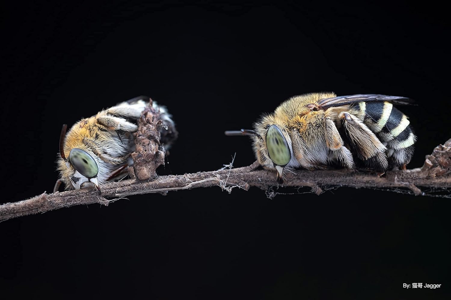 TTArtisan 40mm F2.8 APS-C Macro Lens 1:1 Magnification Manual Focus Camera Lens for Fuji Fujifilm X Mount Camera XT10 XT20 XT3 XT30 XT4 XT100 XE3 XA1 XA2 XA3 XPRO2 XS10 - Image 9